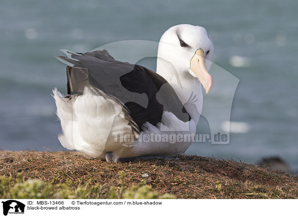 black-browed albatross / MBS-13466