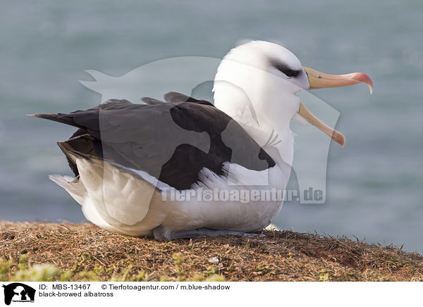 black-browed albatross / MBS-13467