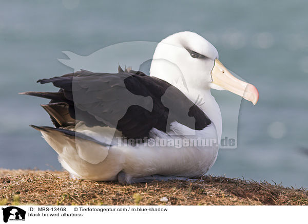black-browed albatross / MBS-13468