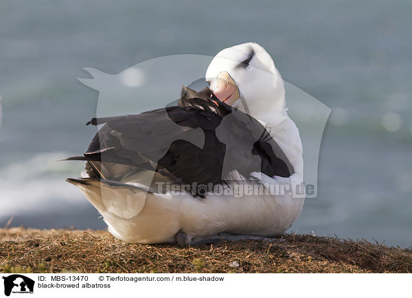 black-browed albatross / MBS-13470