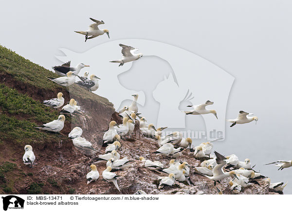 black-browed albatross / MBS-13471