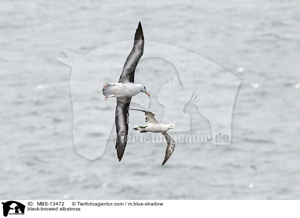 black-browed albatross / MBS-13472
