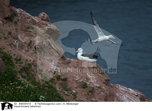 black-browed albatross / AM-05419