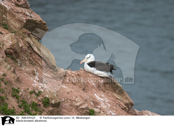 black-browed albatross / AM-05420