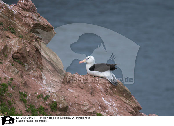 Schwarzbrauenalbatros / black-browed albatross / AM-05421