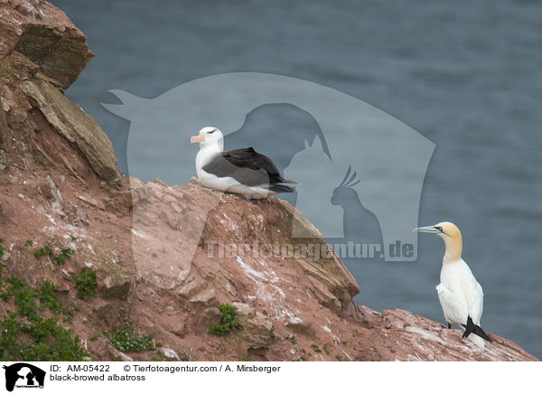 black-browed albatross / AM-05422