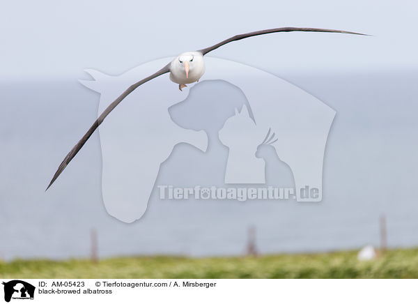 Schwarzbrauenalbatros / black-browed albatross / AM-05423