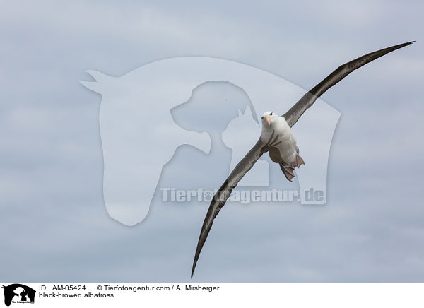 Schwarzbrauenalbatros / black-browed albatross / AM-05424