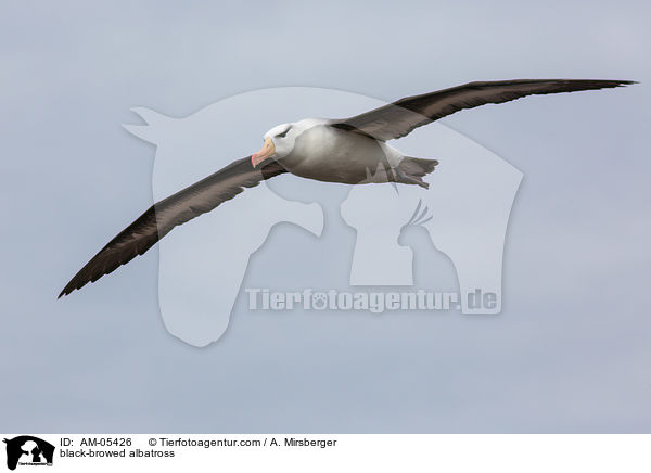 black-browed albatross / AM-05426