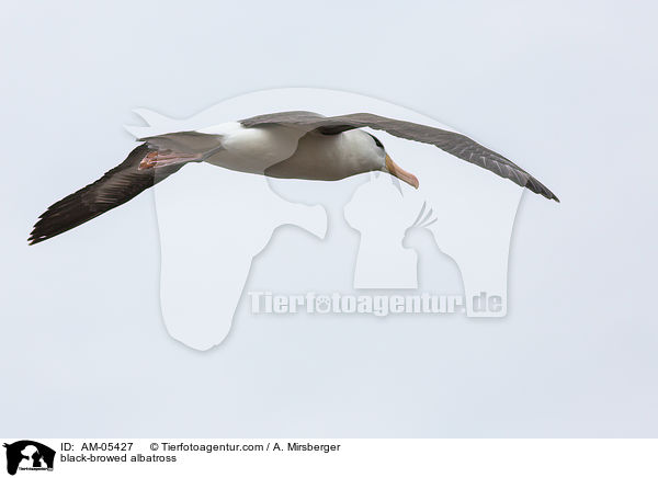 black-browed albatross / AM-05427