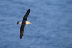 black-browed albatross