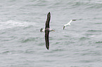 black-browed albatross