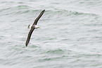 black-browed albatross