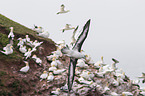 black-browed albatross