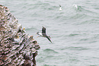 black-browed albatross