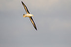 black-browed albatross