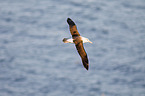 black-browed albatross