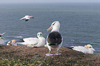 black-browed albatross