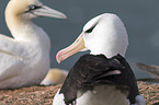 black-browed albatross