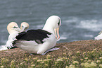 black-browed albatross