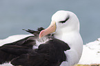 black-browed albatross