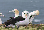 black-browed albatross