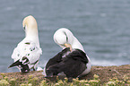 black-browed albatross