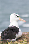 black-browed albatross