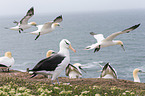 black-browed albatross