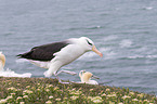 black-browed albatross