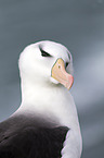 black-browed albatross