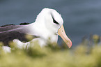 black-browed albatross