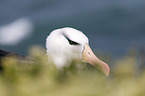 black-browed albatross