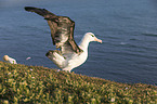 black-browed albatross