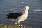 black-browed albatross