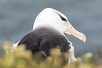 black-browed albatross