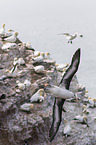 black-browed albatross