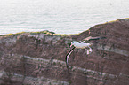 black-browed albatross