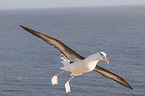 black-browed albatross