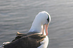 black-browed albatross