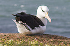 black-browed albatross