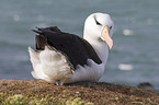 black-browed albatross