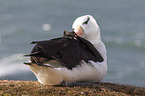 black-browed albatross