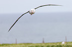 black-browed albatross