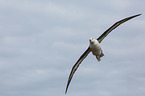 black-browed albatross