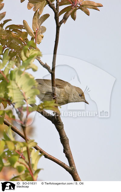 blackcap / SO-01631