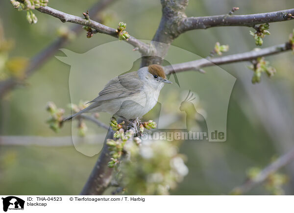 Mnchsgrasmcke / blackcap / THA-04523