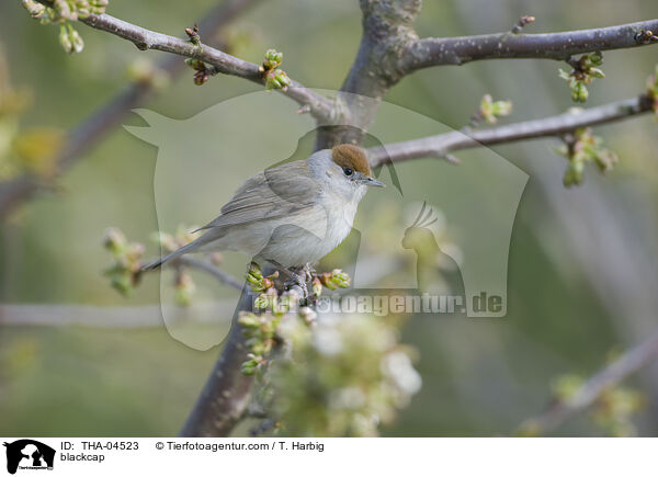 blackcap / THA-04523