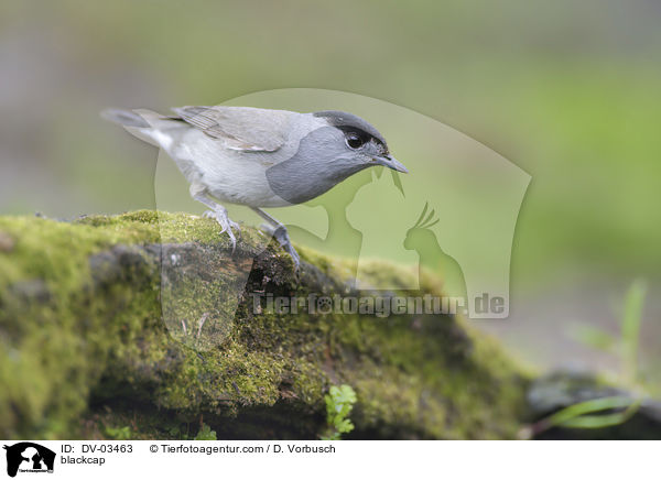 Mnchsgrasmcke / blackcap / DV-03463