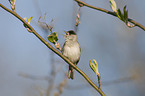 blackcap